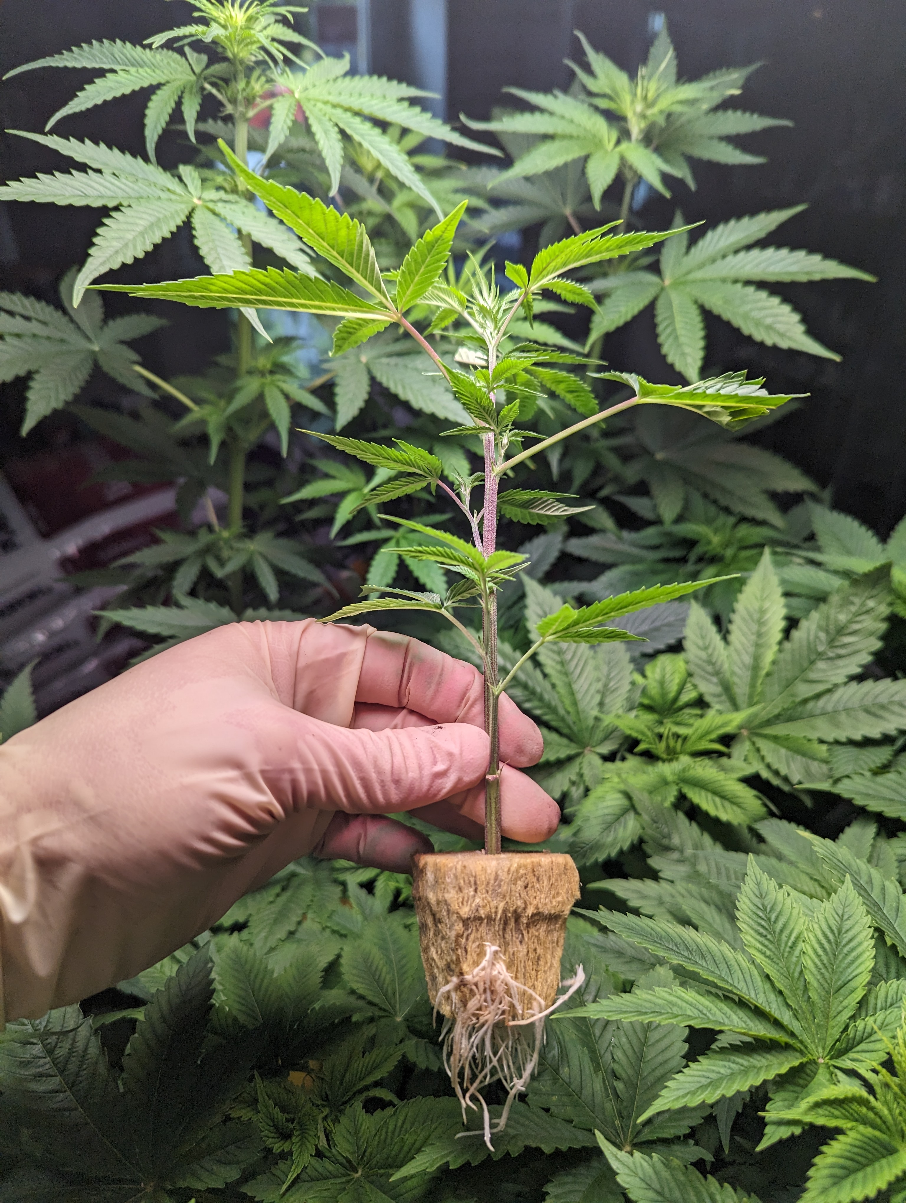 Hanfsteckling - Cannabis-Steckling im Detail