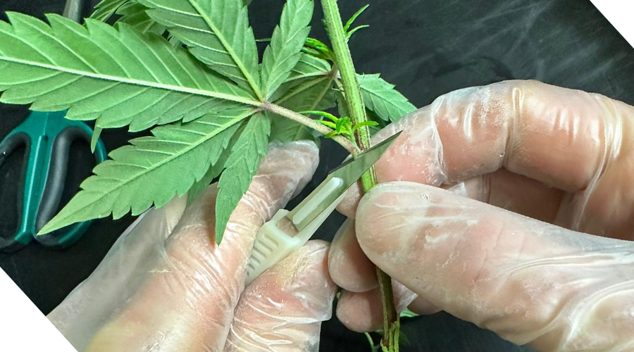 Explanation of Cannabis Clones