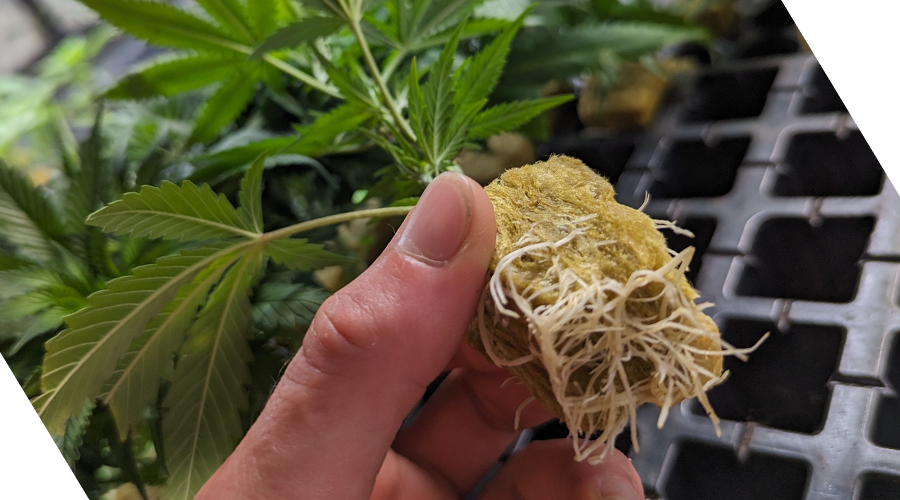 What are Cannabis Clones?