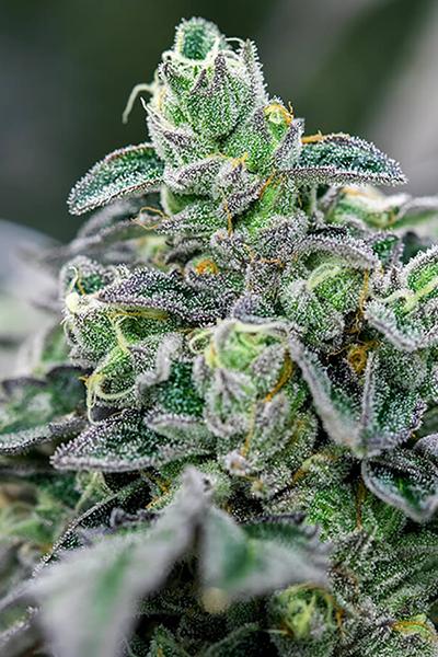 Ice Cream Cake- Original Seed Junky Breeder Cut - hybrid