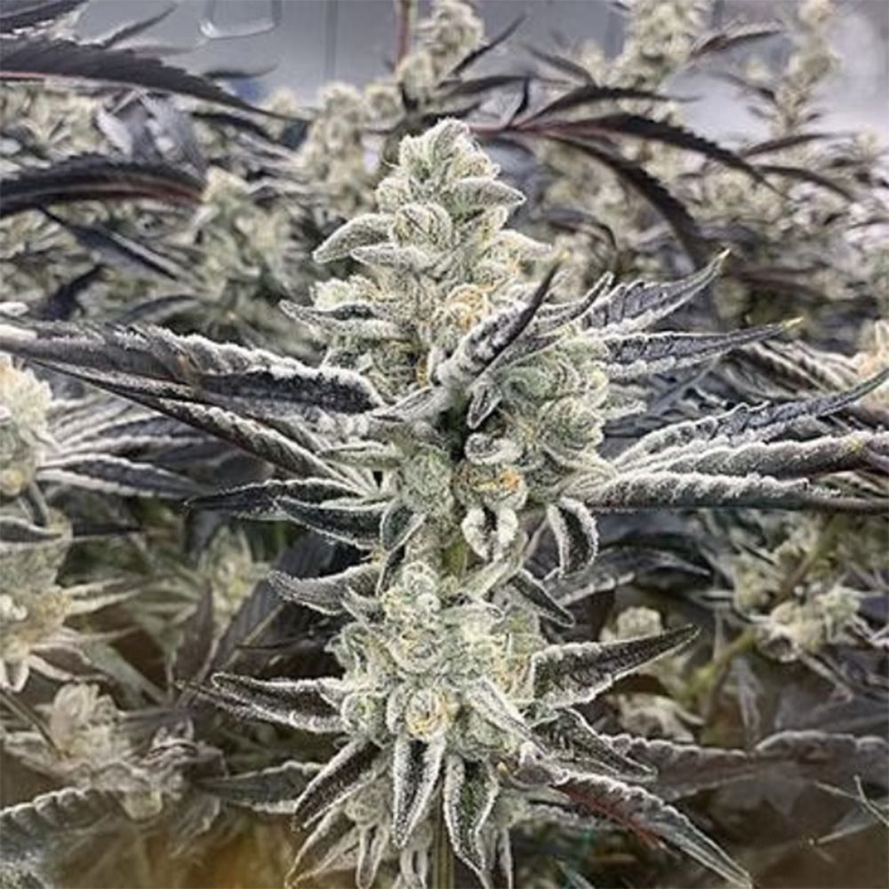 Platinum Kush Breath Remix  - In House Genetic - DROP