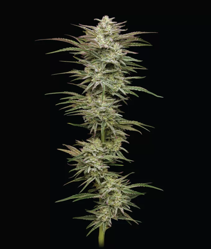 Jelly Donuts - Humbolt Seeds - DROP