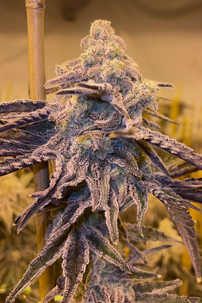Mac1 - Capulator's Cut - hybrid