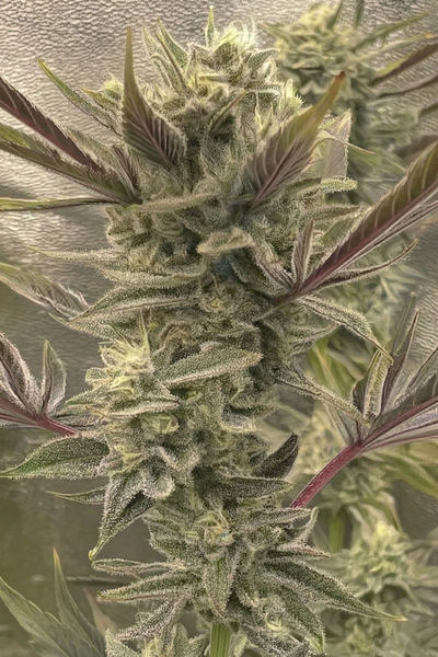 Permanent Chimera - Original Beleaf Cut - hybrid