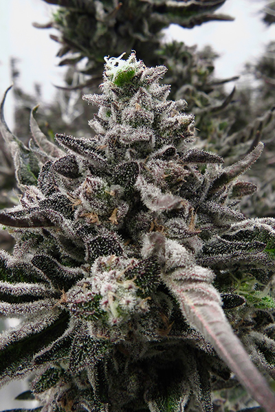 Permanent Marker - Doja Exklusives x Seed Junky Breeder Cut - hybrid
