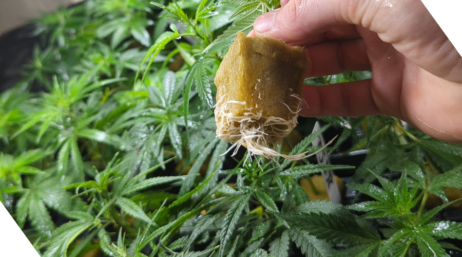 Importance of Quality in Cannabis Clones