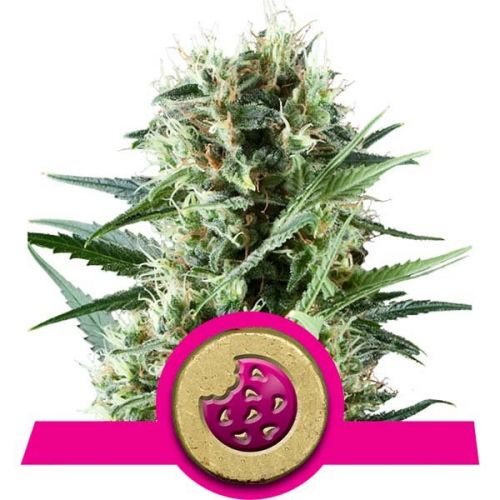 (Bild für) Royal Cookies Feminised Seeds