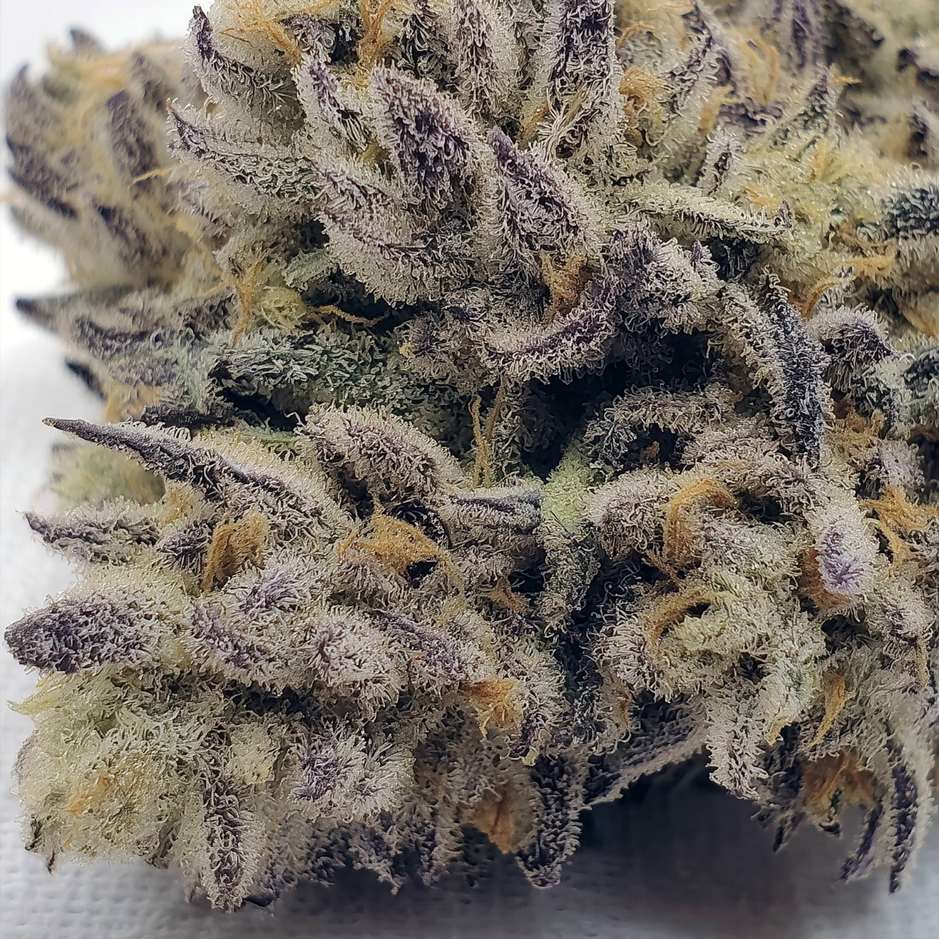Indica Hanfstecklinge von RiizzRoots