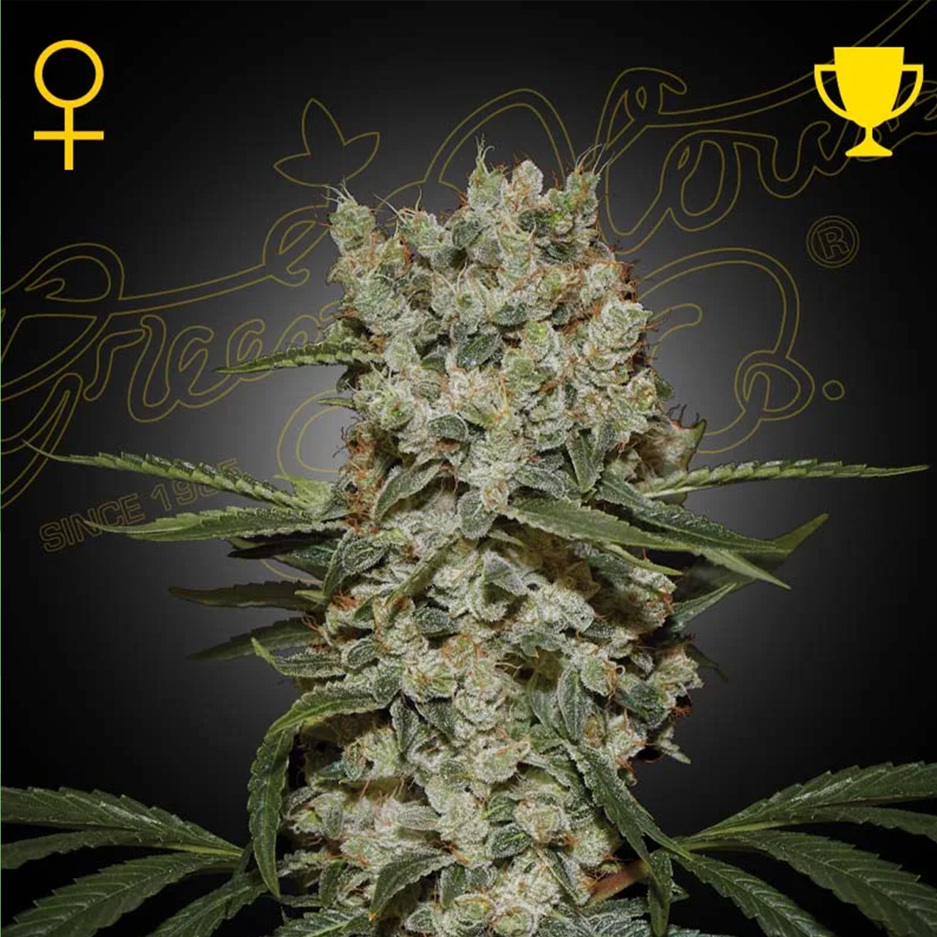 Sativa Hanfstecklinge von RiizzRoots
