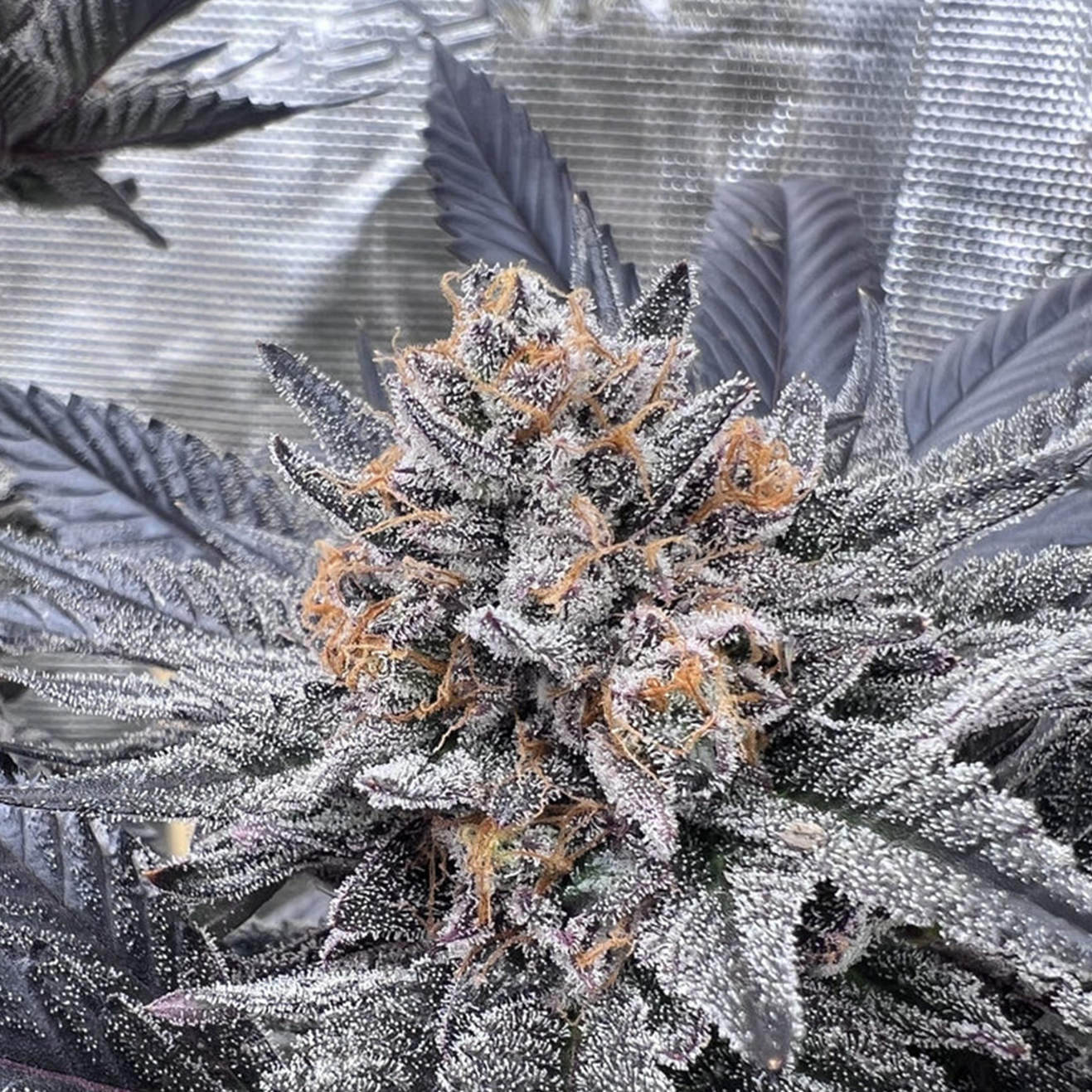 Cali Stecklinge Cap Junky – Capulator und Seed Junky Genetics Hanfsteckling