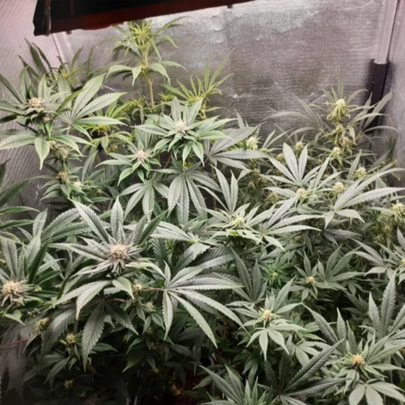 24K Gold Hanfsteckling online bestellen bei RiizzRoots