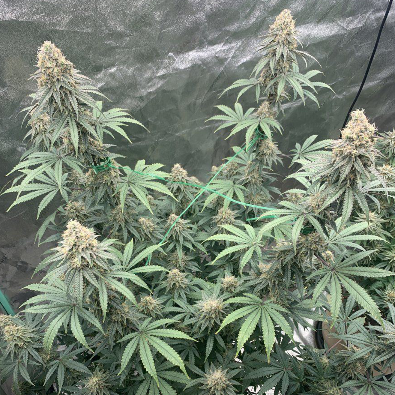 Blueberry Muffin Humboldt Seed Company Cut aus Purple Panty Dropper und Razzle Berry