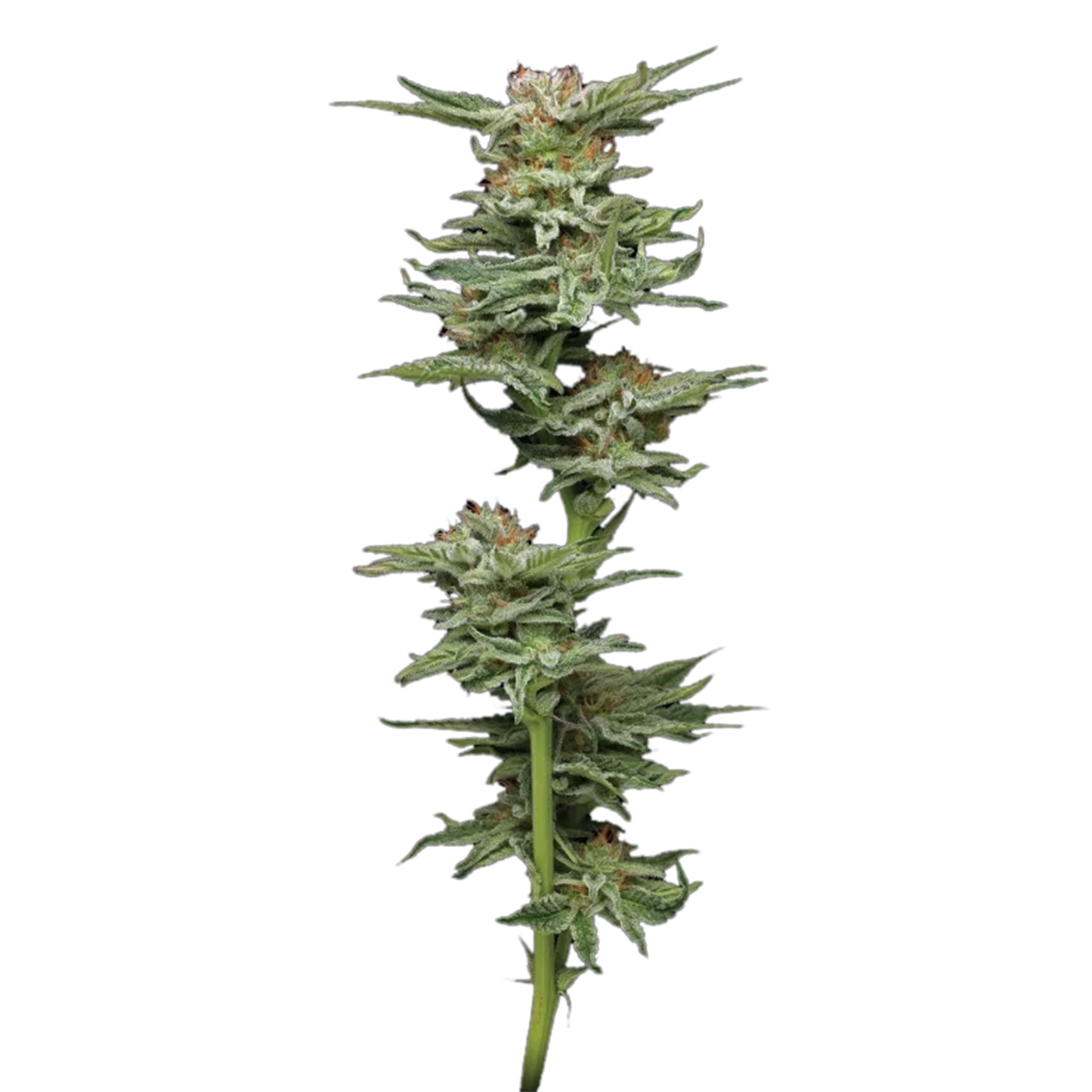Cali Stecklinge Blueberry Muffin – Humboldt Seed Company Cut als Hanfsteckling