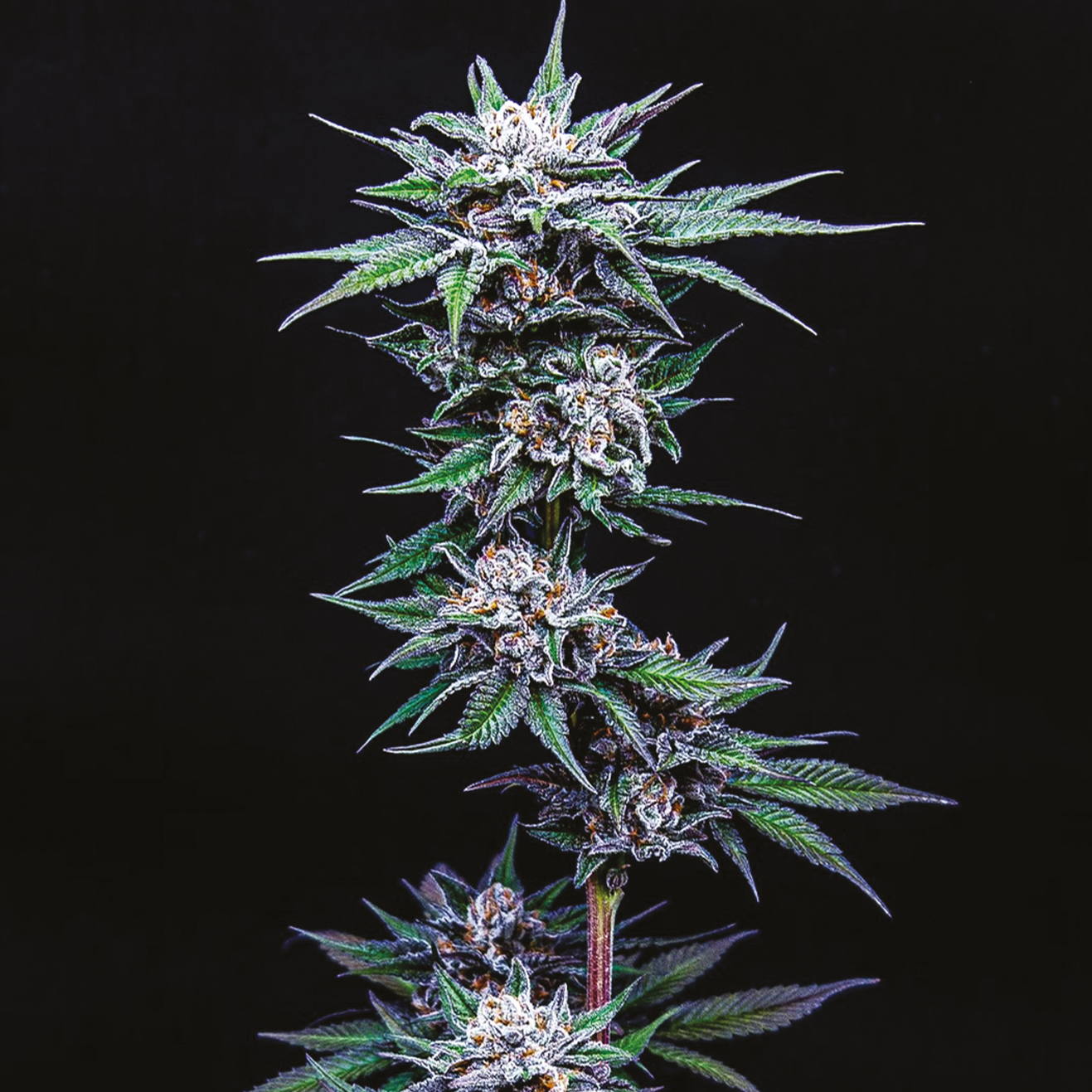 Cali Stecklinge Blueberry Pancakes – Humboldt Seed Company Cut als Hanfsteckling
