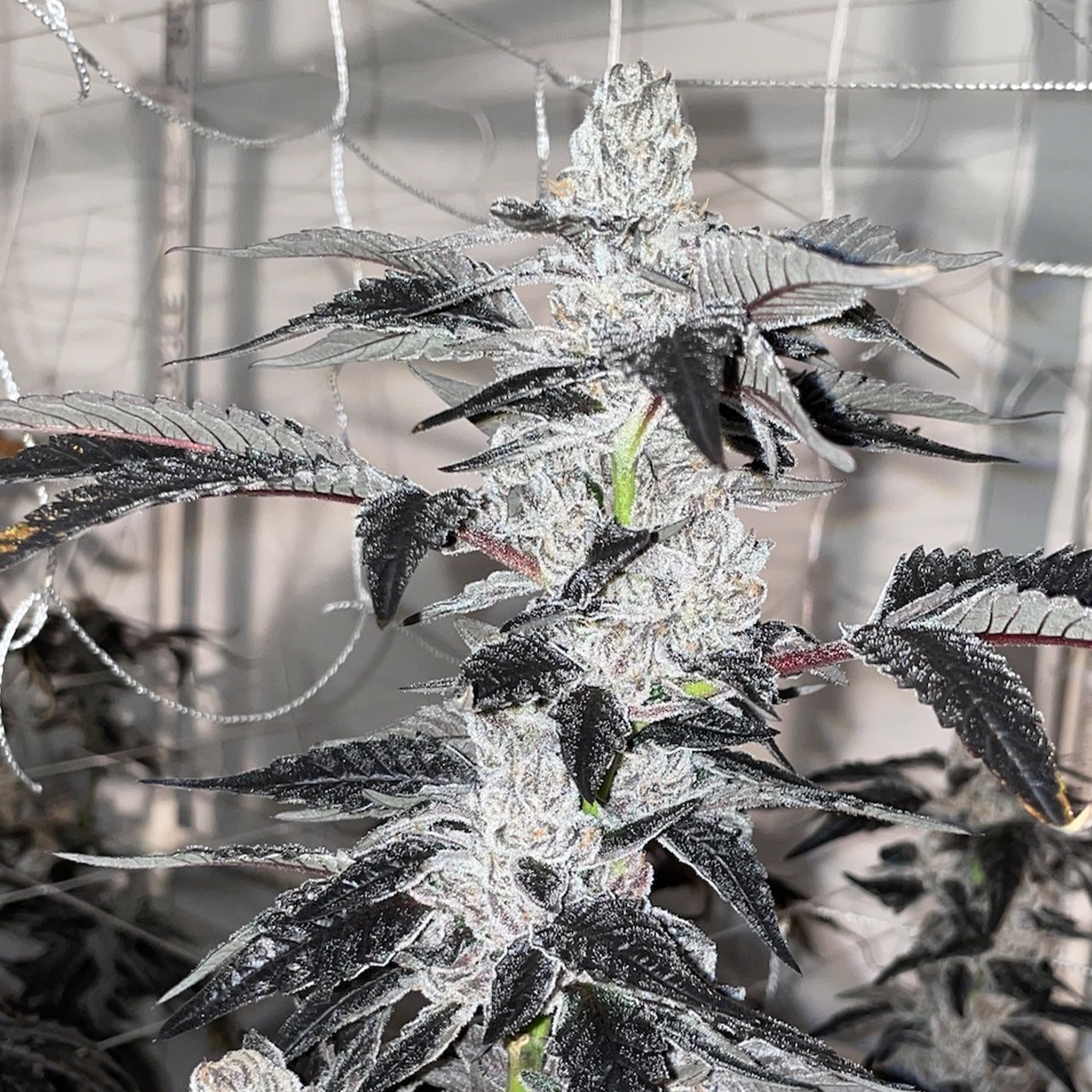 Cherry Burger Cali Steckling von Skunk House Genetics