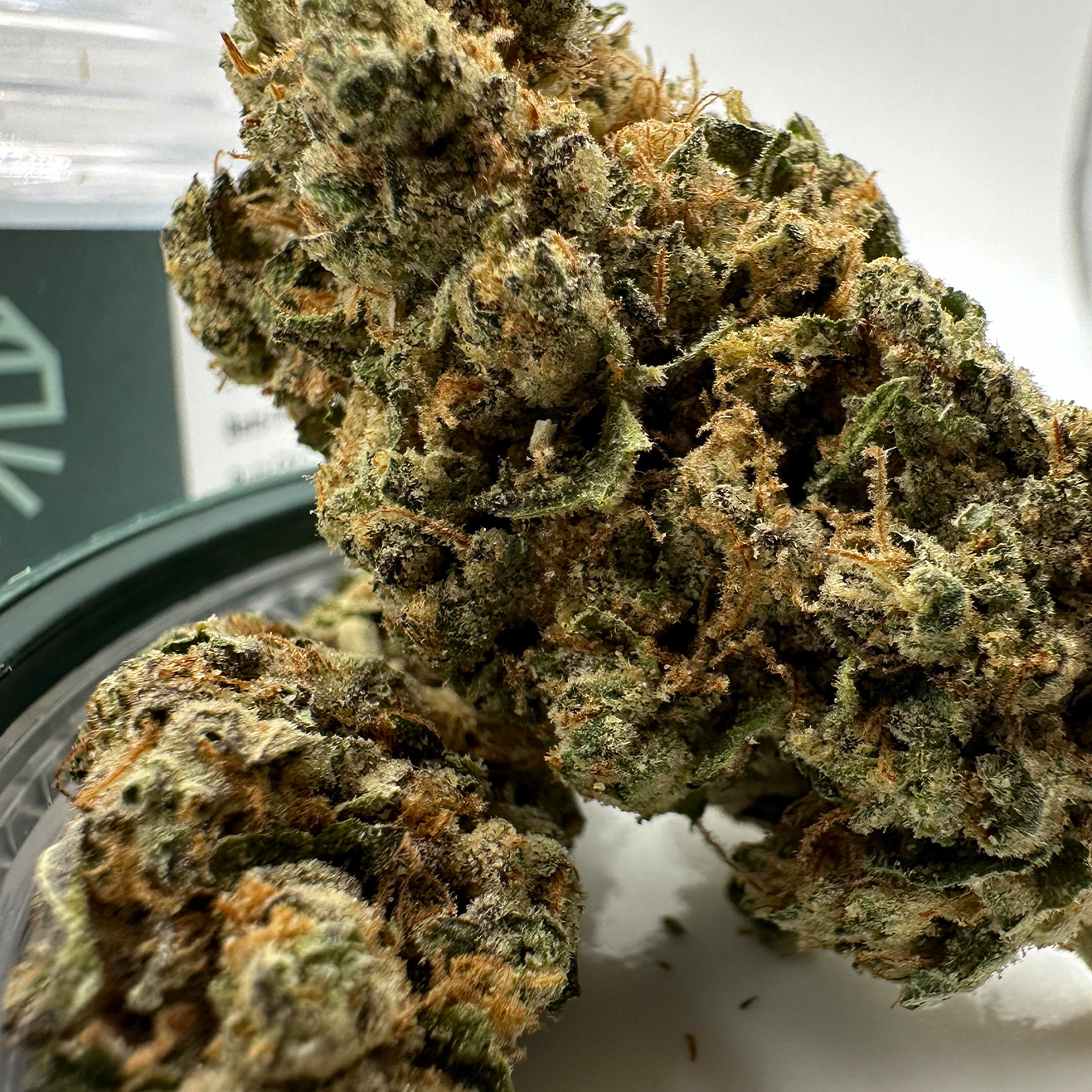 Cherry Burger US Cali Hanfsteckling von Skunk House Genetics