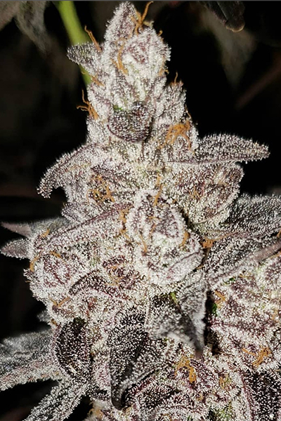 Runtz - Original Cookies Cut - hybrid