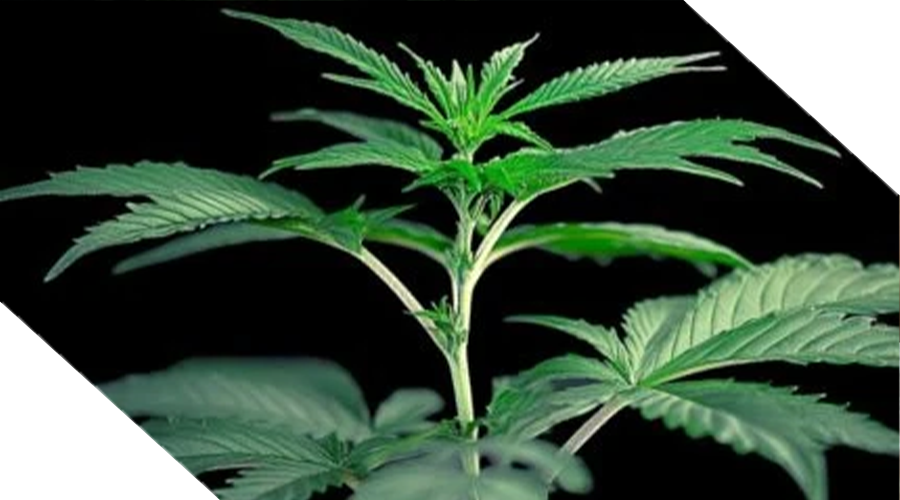 Comparison between Cannabis Seeds and Clones